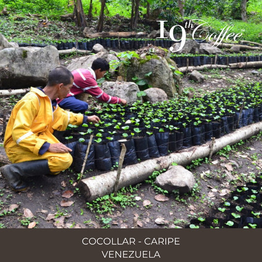 El café Cocollar – Caracolito