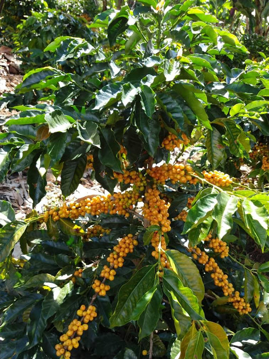 Finca Villa del Socorro