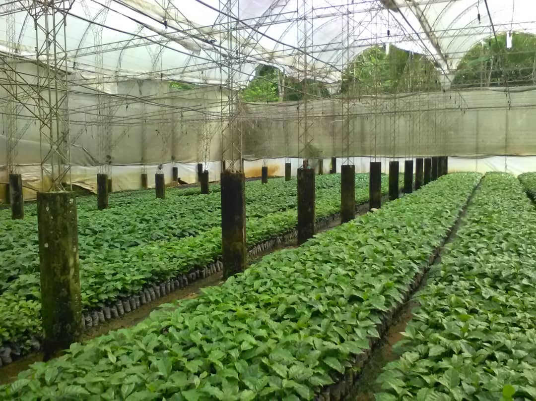 Finca La Curva - Gelbes Catuai