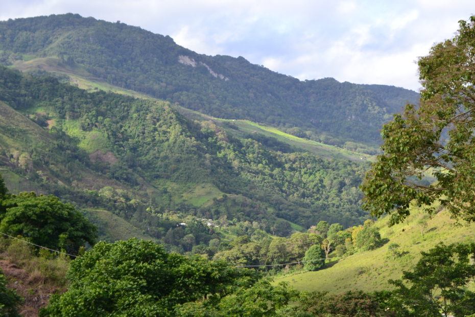 HERKUNFT - COCOLLAR - Caripe - Venezuela - Caracolito