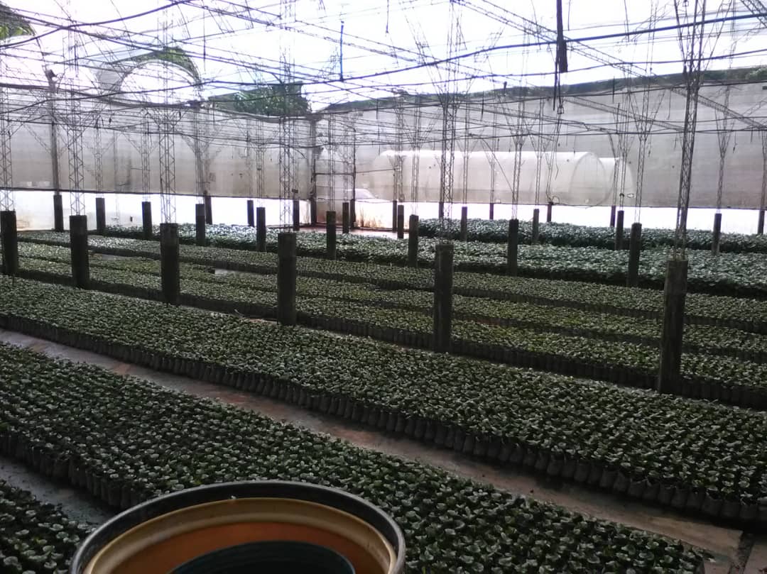 Coffee production in Venezuela in the last 20 years: a roller coaster of challenges and hopes