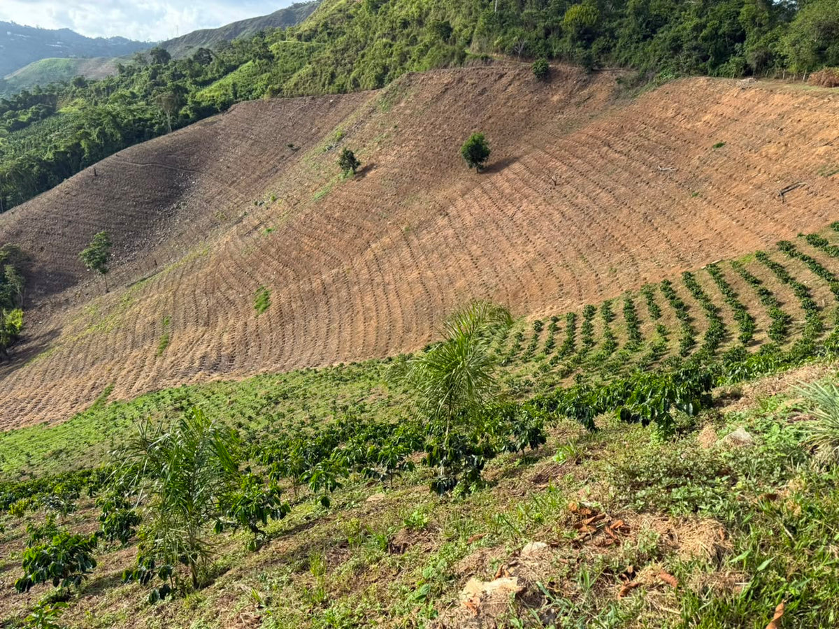 Origen