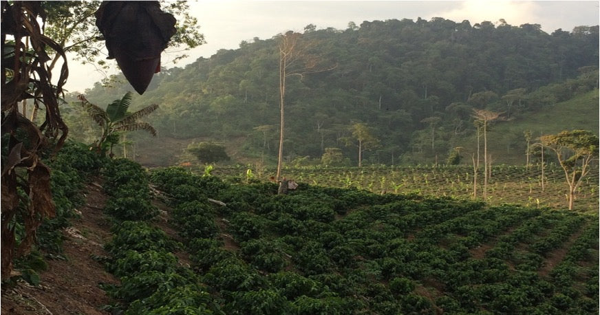 Finca La Curva - Gelbes Catuai