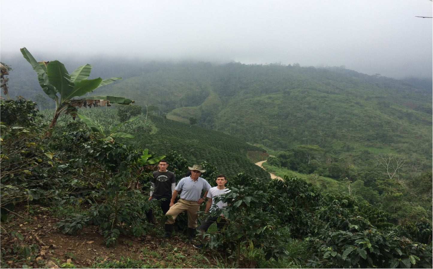 Finca La Curva - Gelbes Catuai