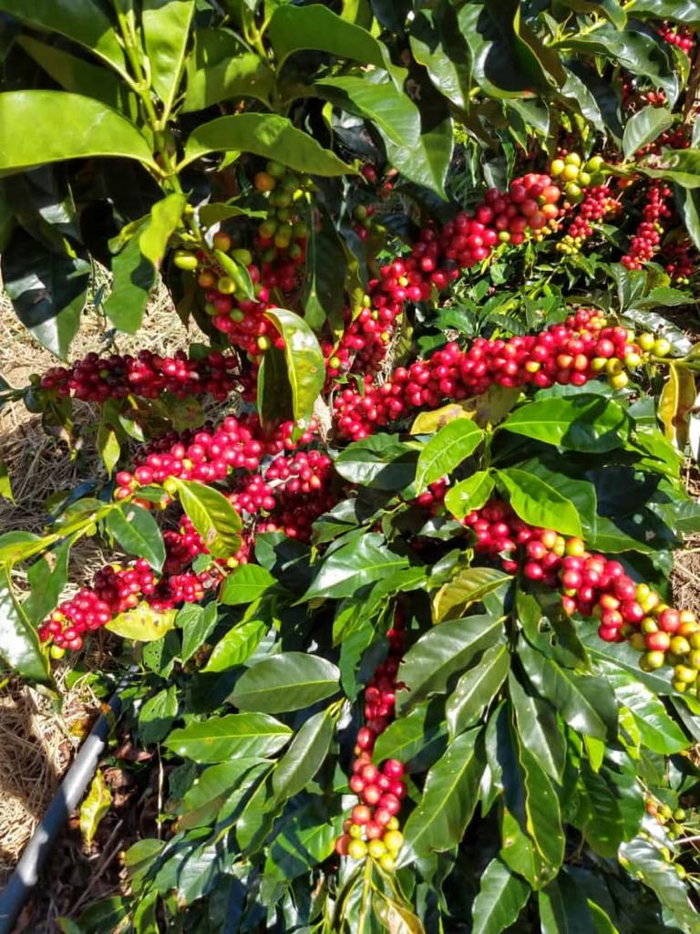 Finca La Curva - Gelbes Catuai