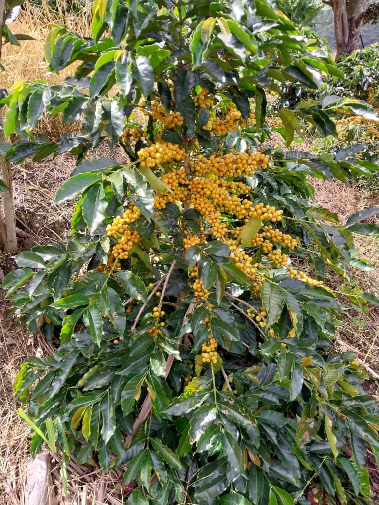 Finca La Curva - Gelbes Catuai