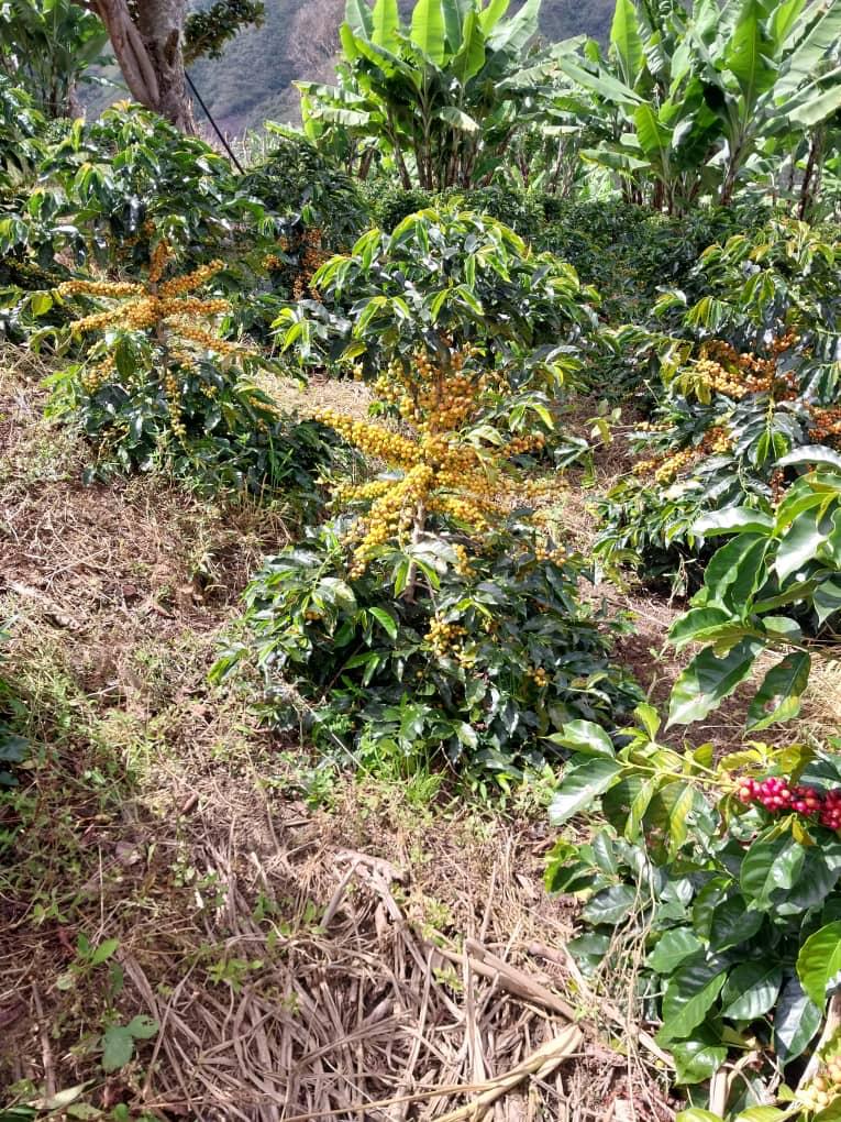 Finca La Curva - Gelbes Catuai