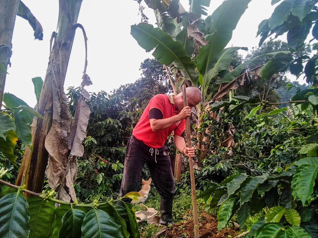 Finca La Curva - Gelbes Catuai